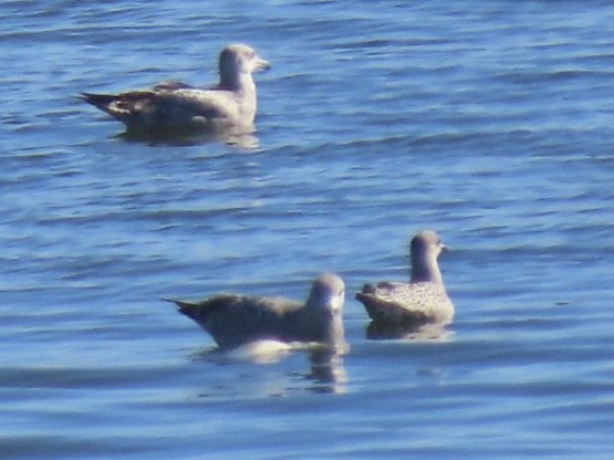 sildemåke - ML644555145