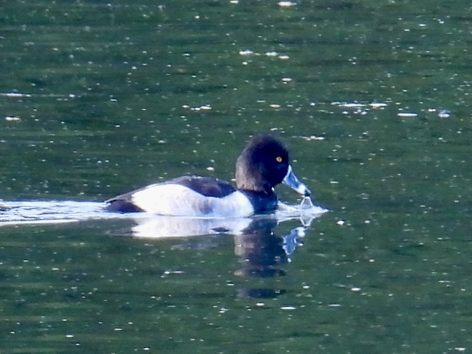 ringand - ML644555147