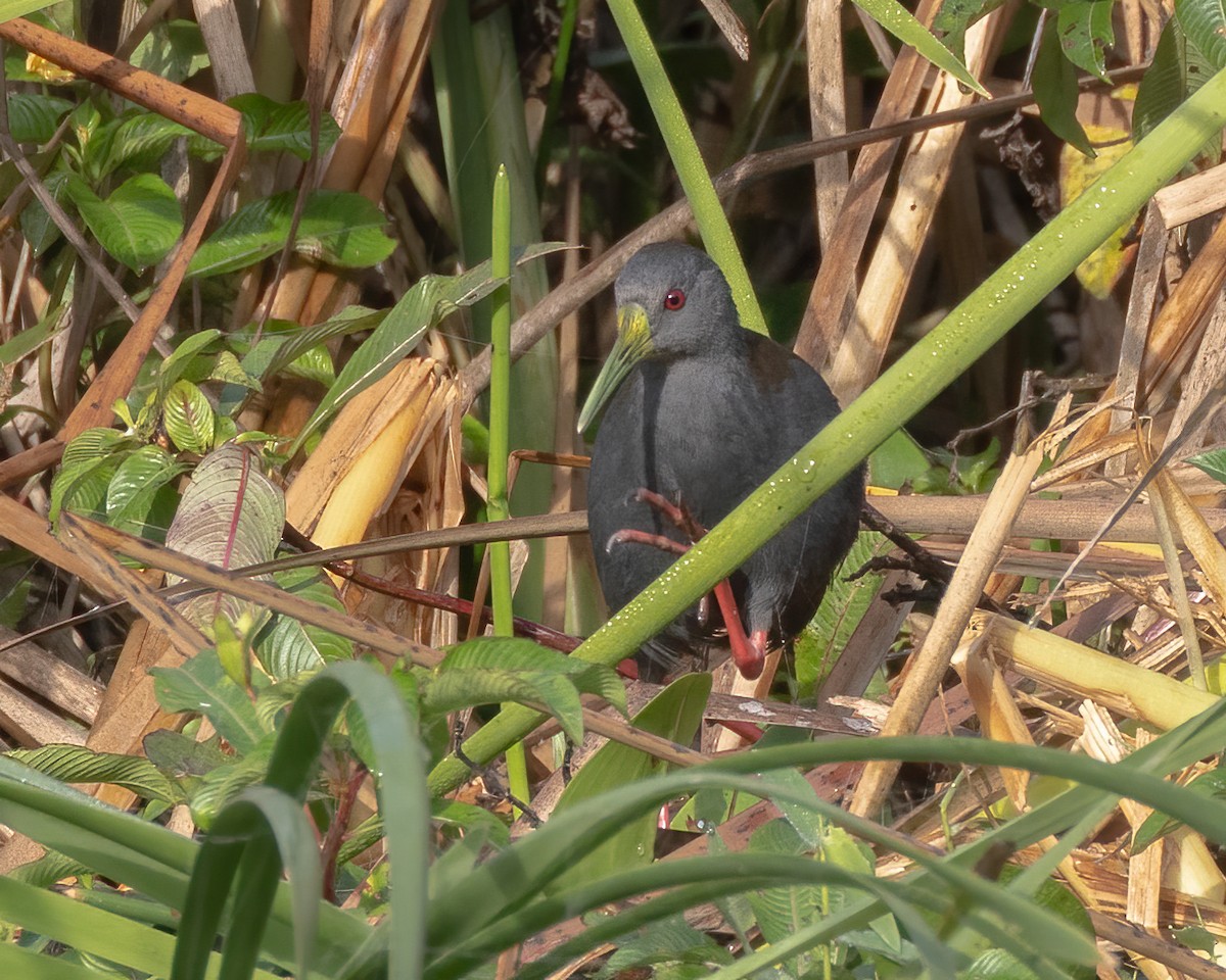 askerikse - ML644555148