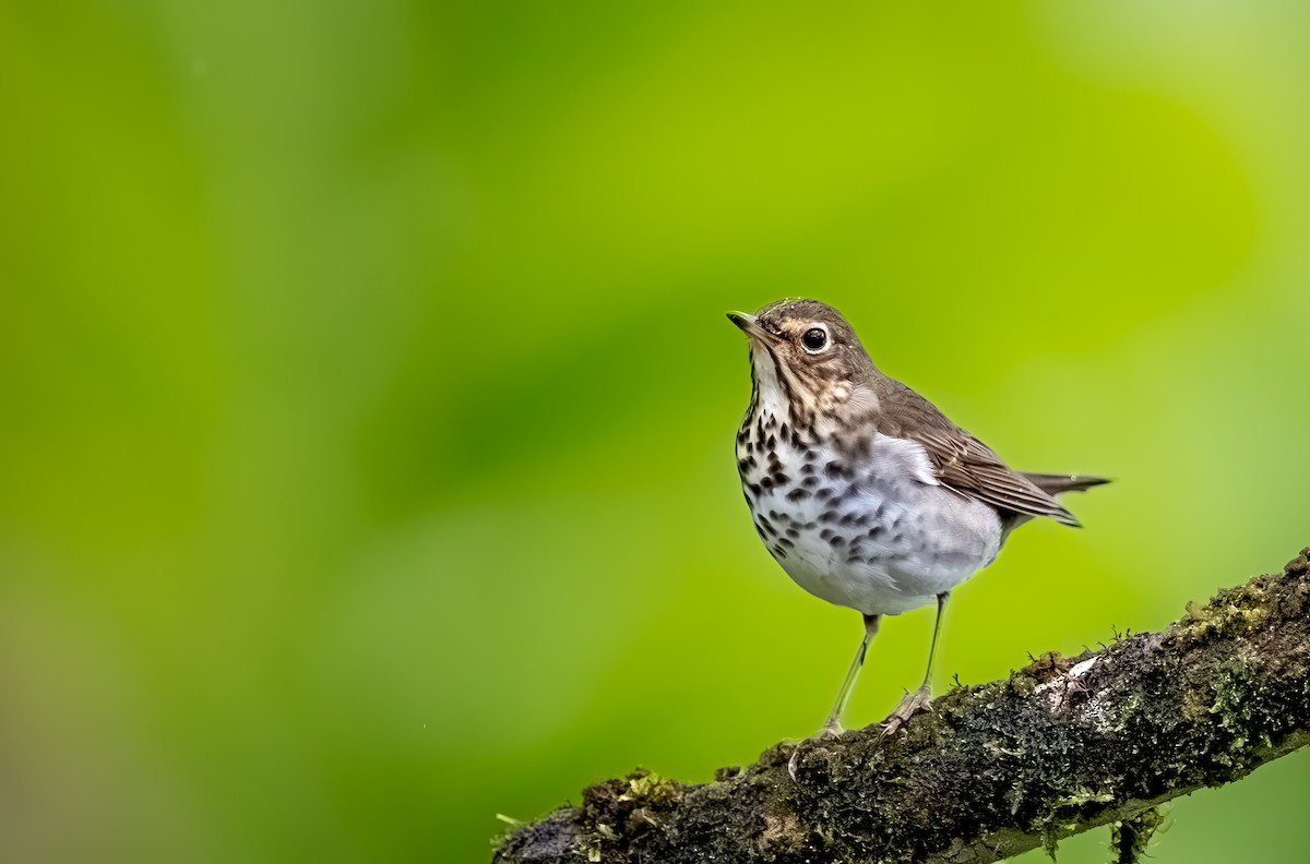 Swainson's Thrush - ML644555149