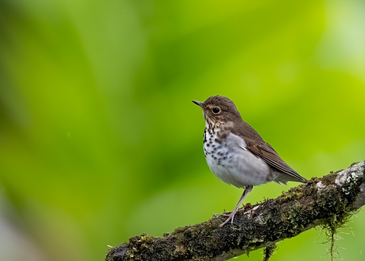Swainson's Thrush - ML644555150