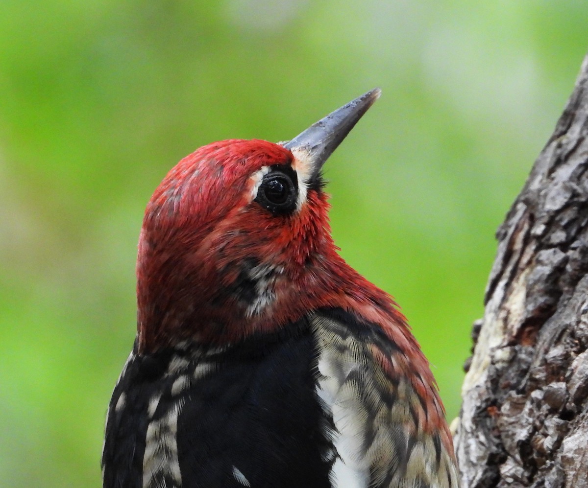 datel červenoprsý - ML644555170