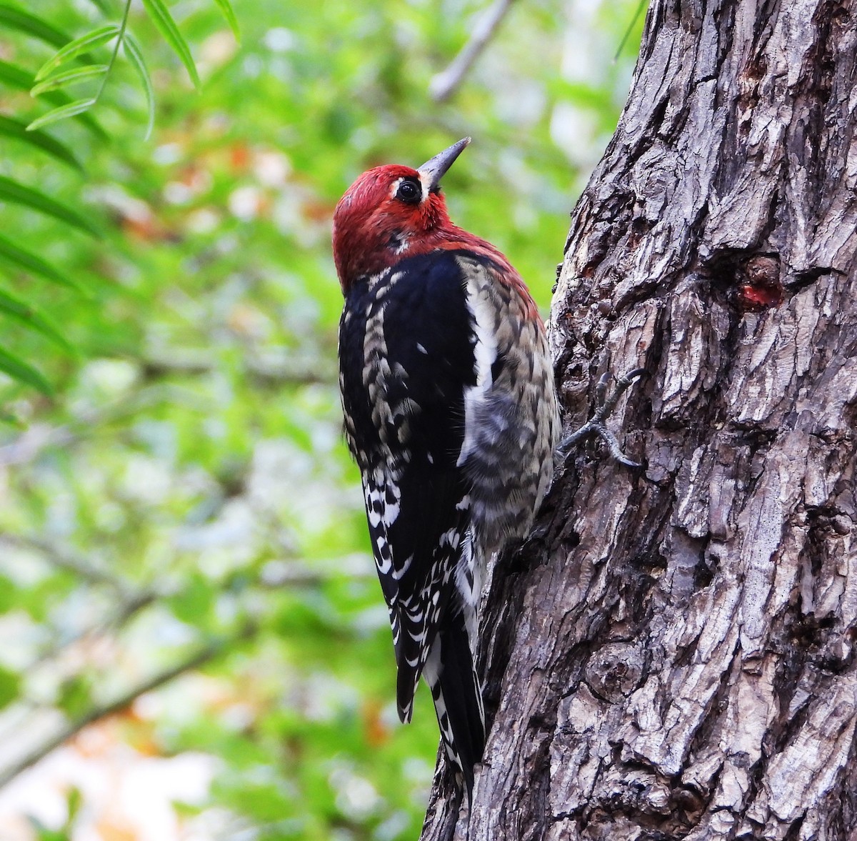 datel červenoprsý - ML644555171