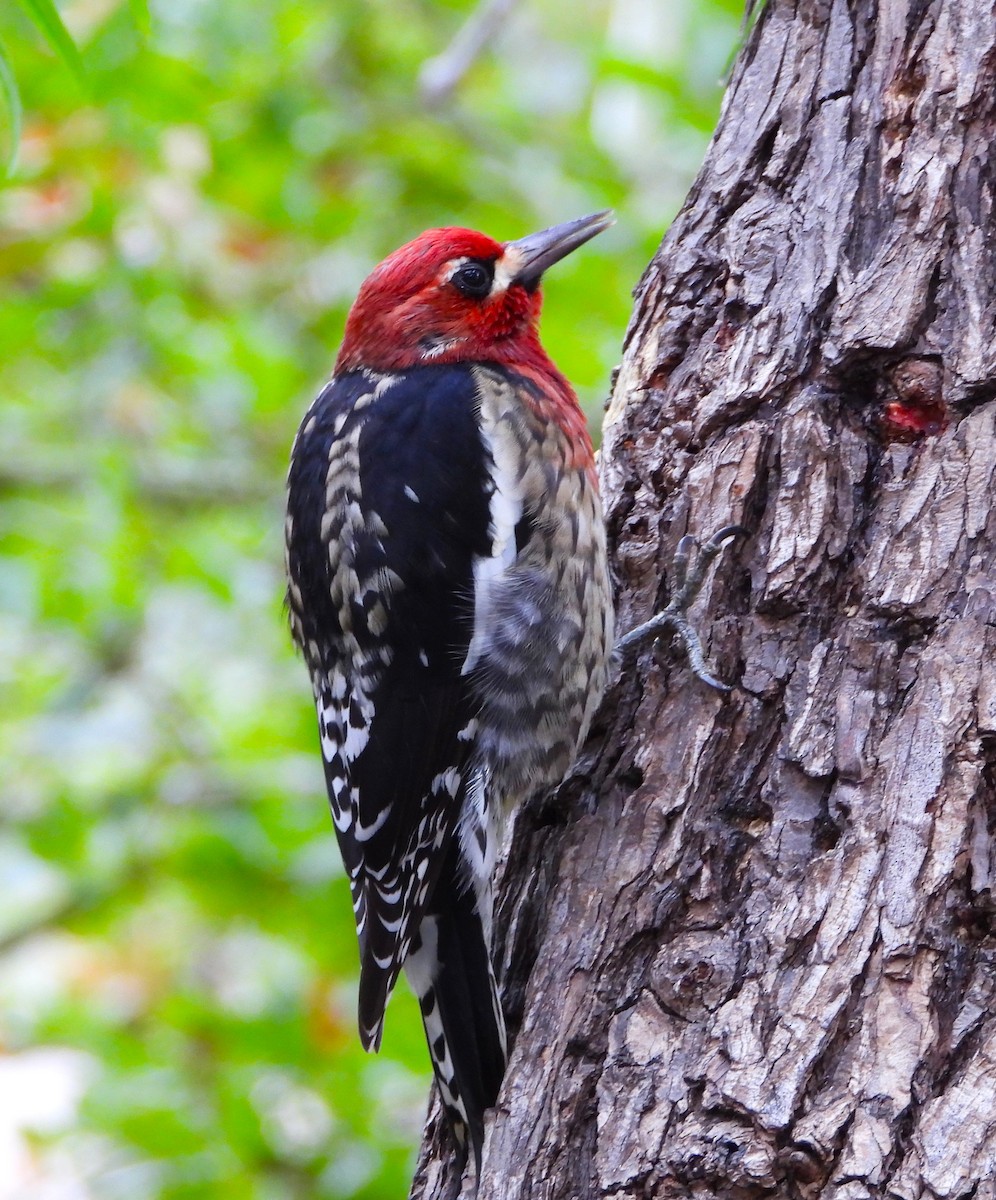 datel červenoprsý - ML644555172