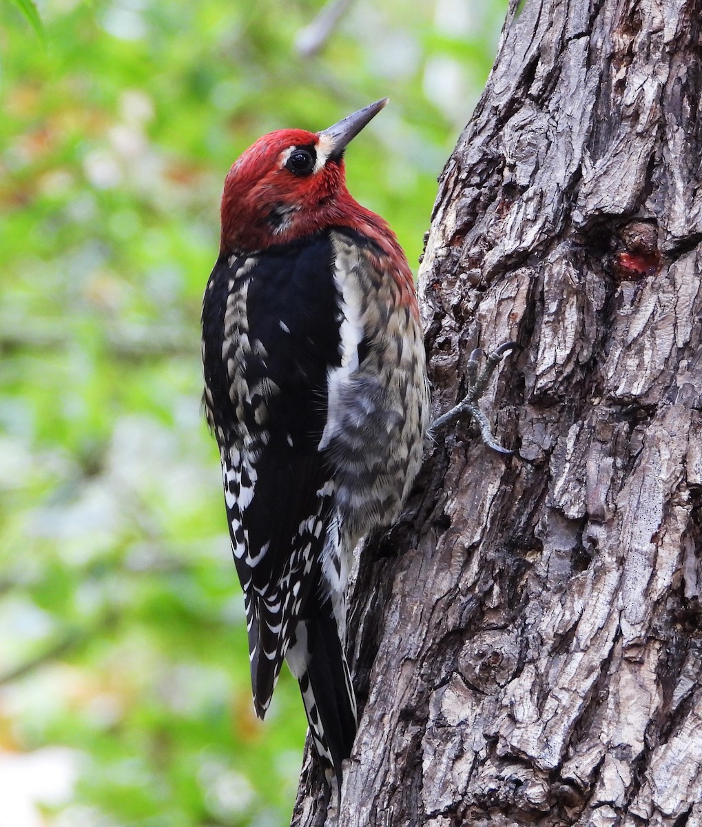 datel červenoprsý - ML644555173