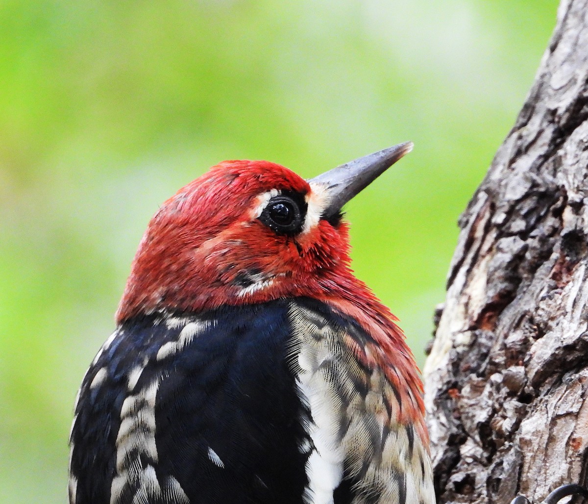 datel červenoprsý - ML644555174