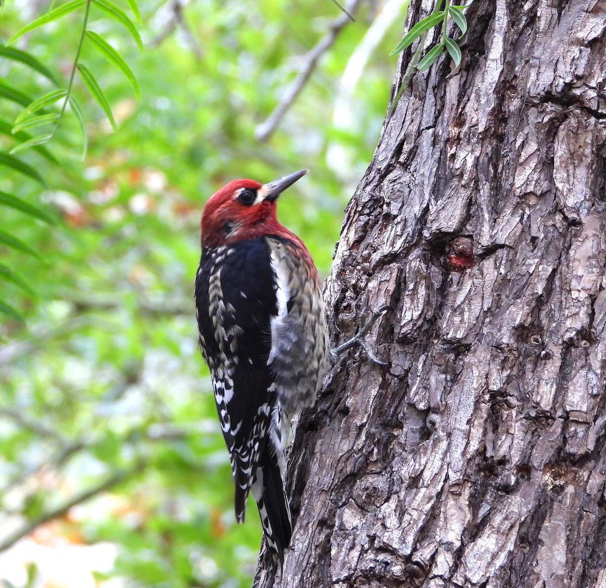 datel červenoprsý - ML644555175