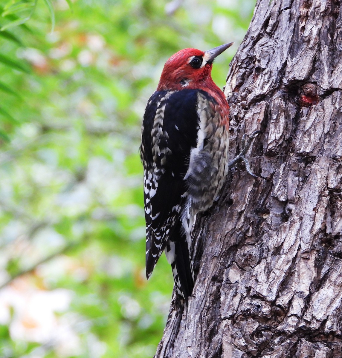 datel červenoprsý - ML644555176