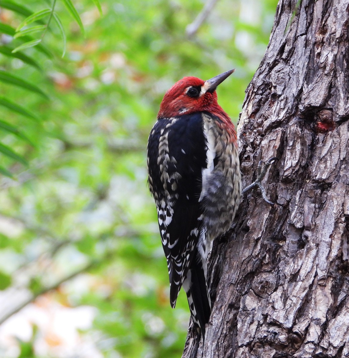 datel červenoprsý - ML644555178