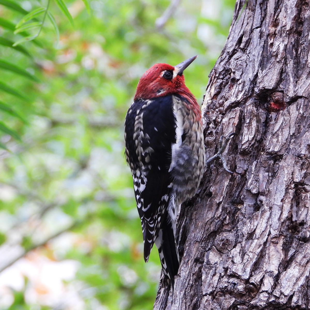 datel červenoprsý - ML644555179