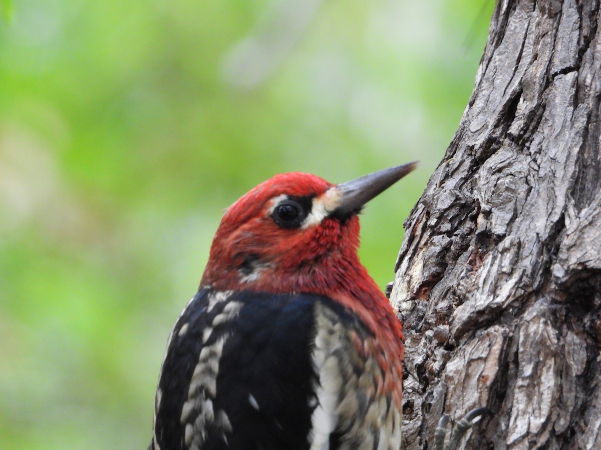 datel červenoprsý - ML644555180