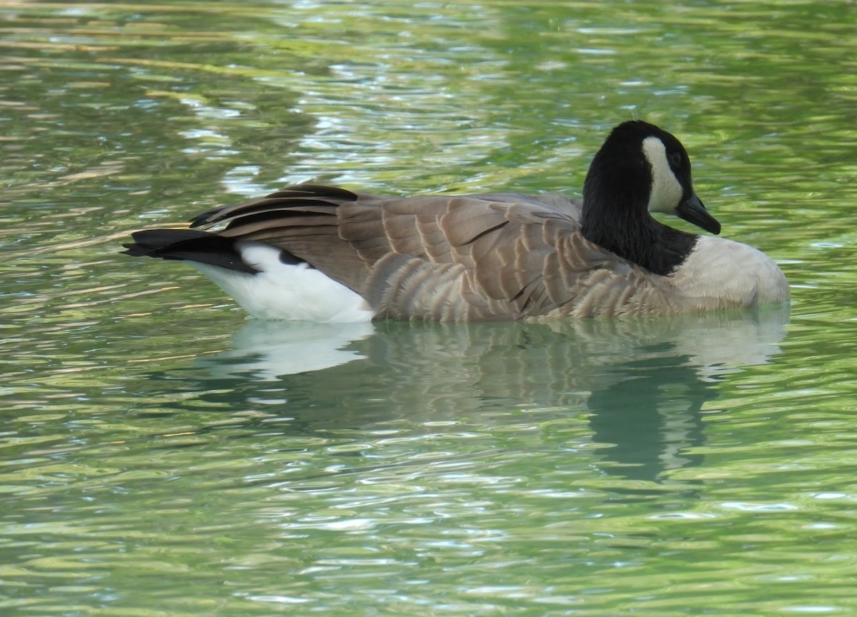 Canada Goose - ML644555181