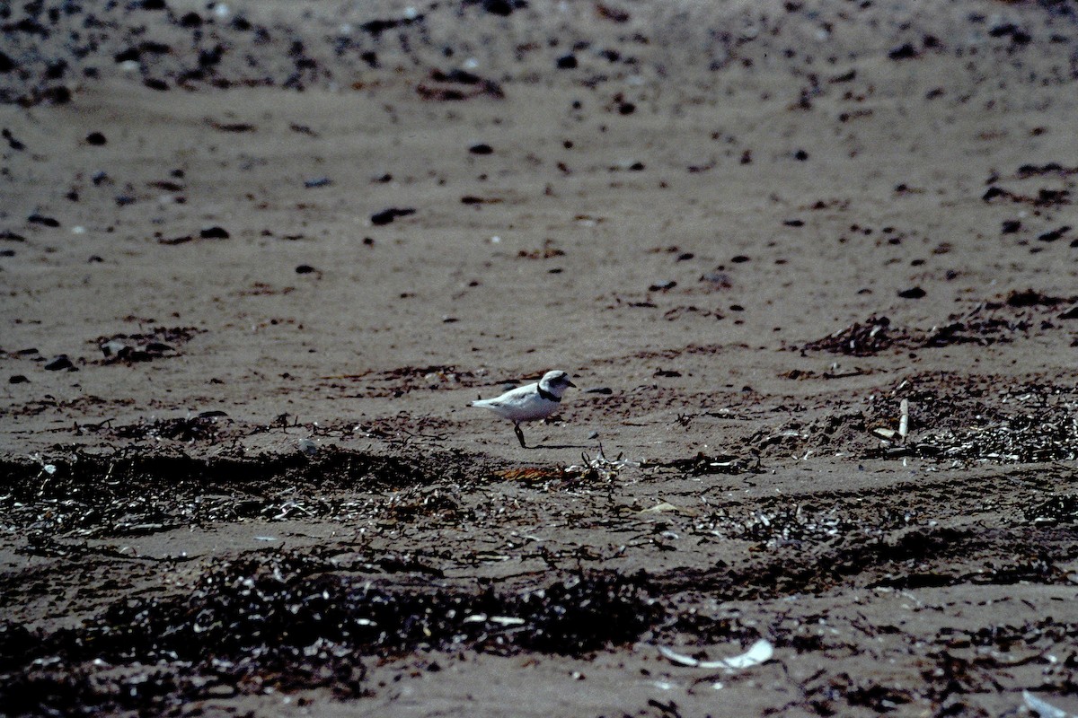 Flötenregenpfeifer - ML644555182