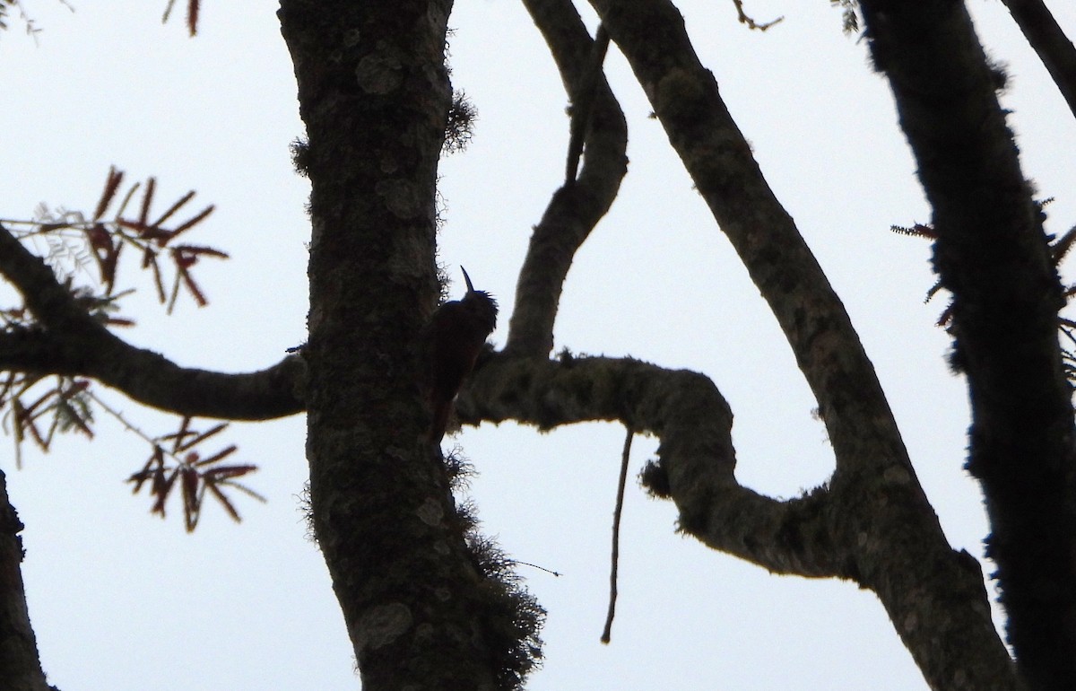 Streak-headed Woodcreeper - ML644555193