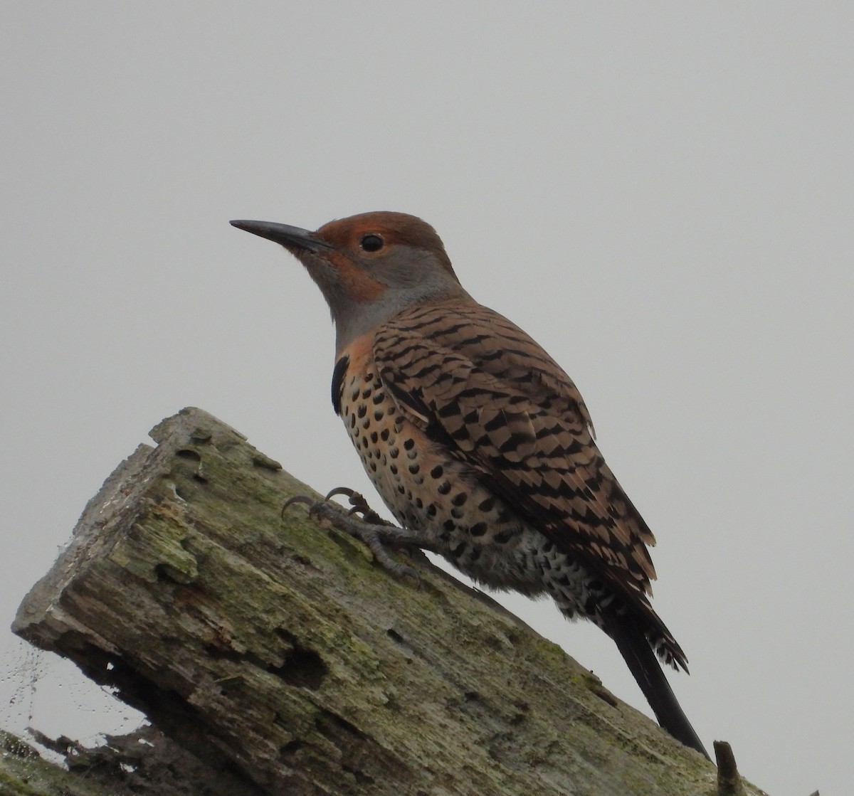 datel zlatý - ML644555196