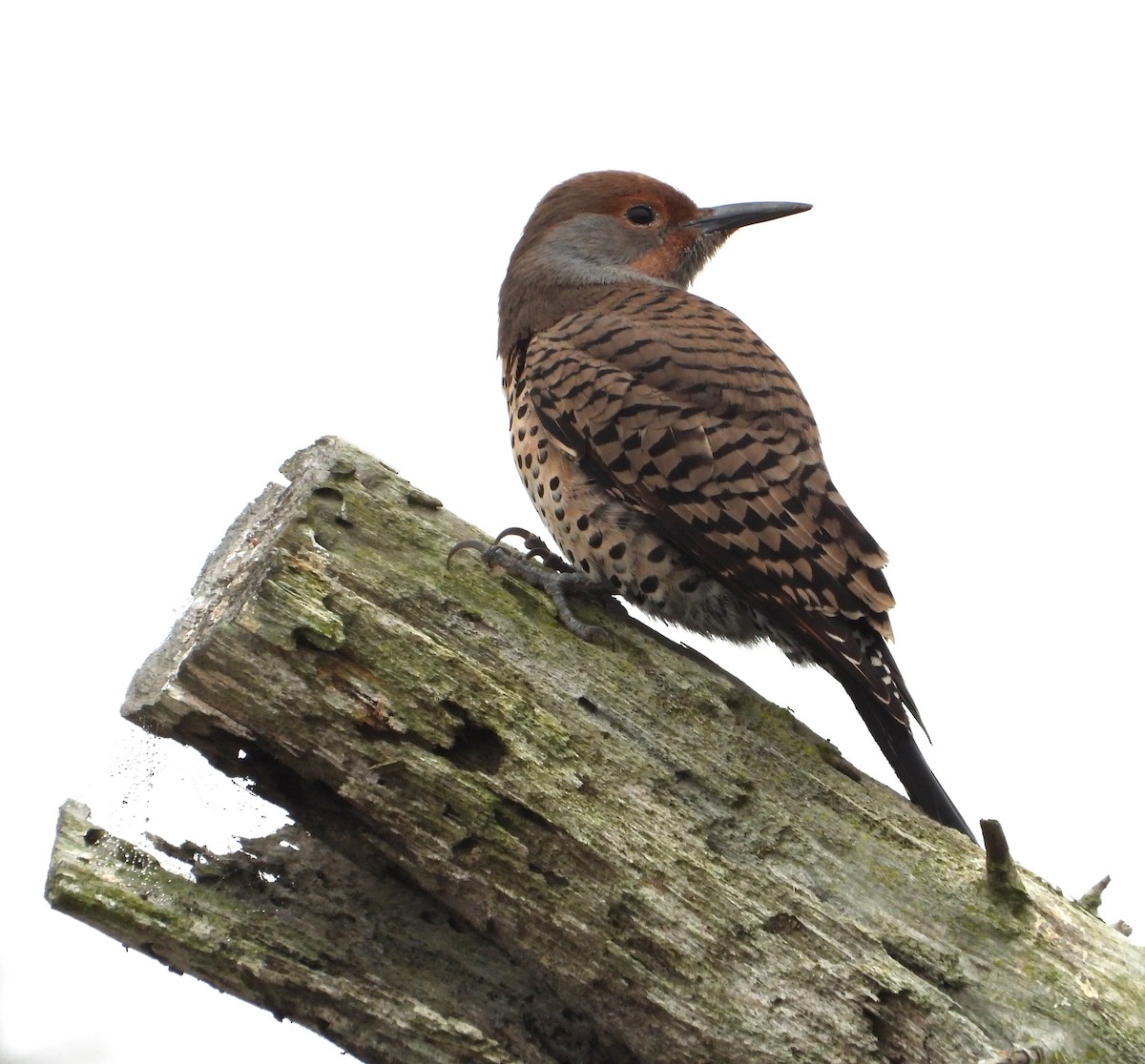 datel zlatý - ML644555197