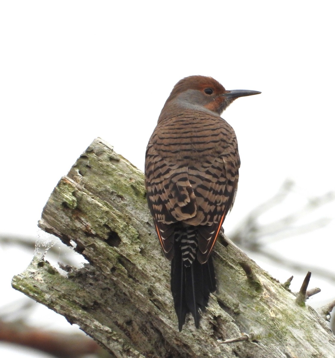 datel zlatý - ML644555198