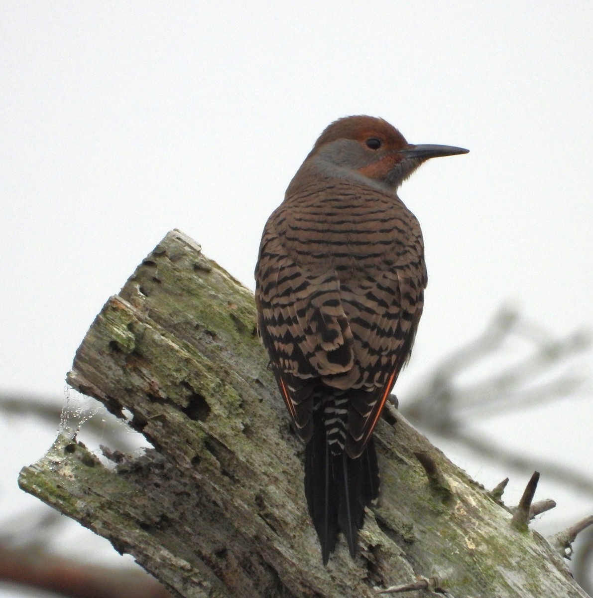 datel zlatý - ML644555199