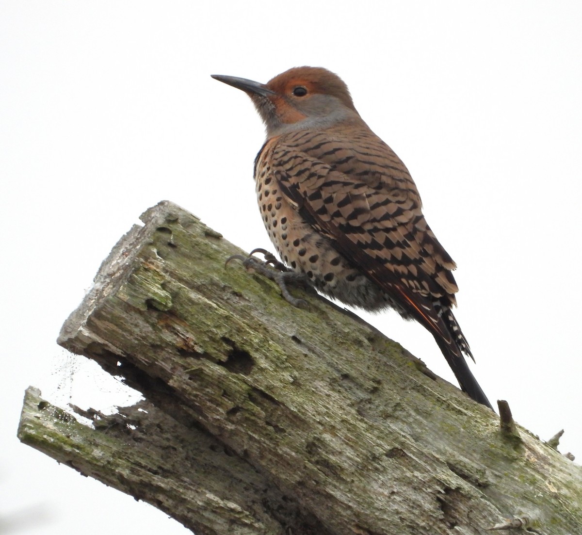 datel zlatý - ML644555200