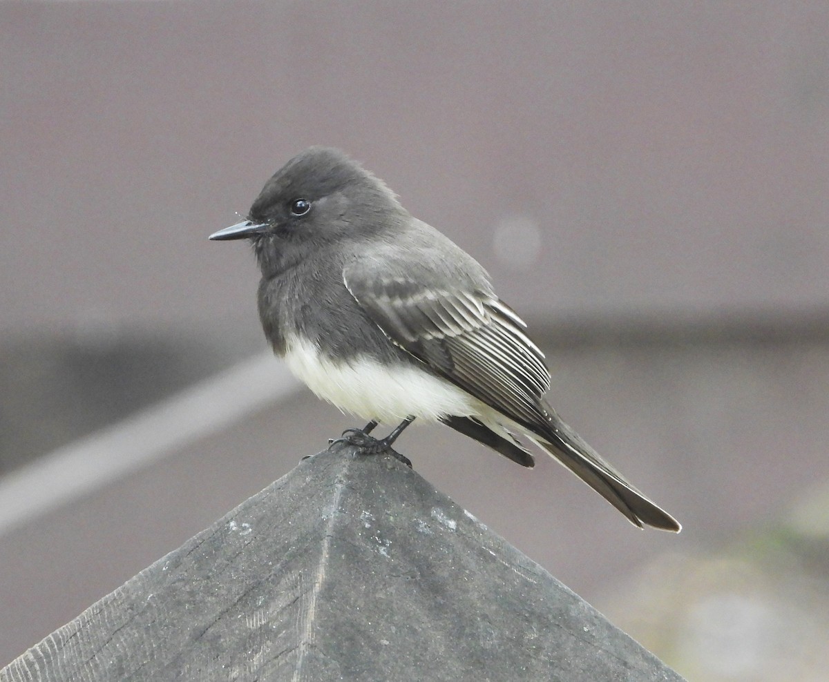 Black Phoebe - ML644555210