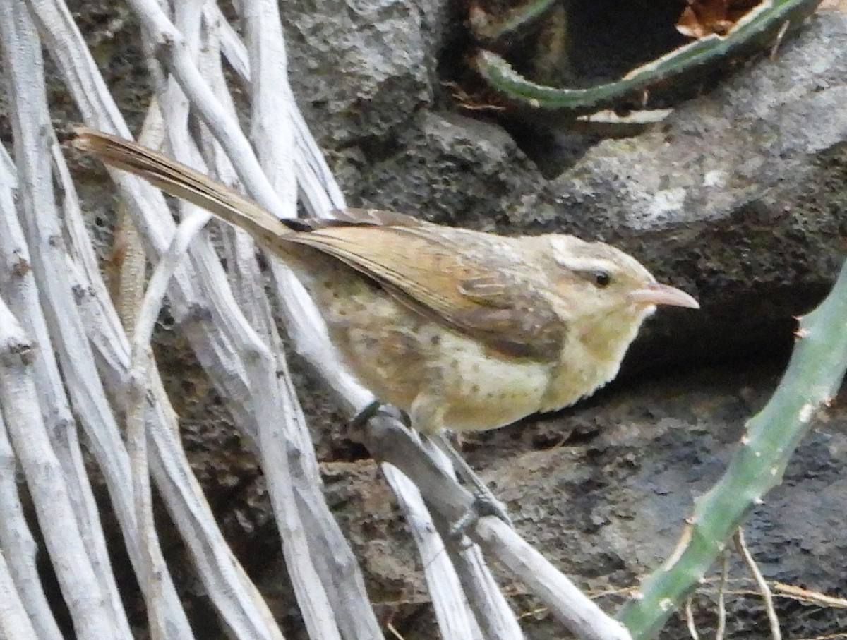 Thrush-like Wren - ML644555213