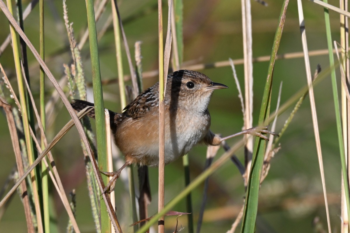 Sedge Wren - ML644555214
