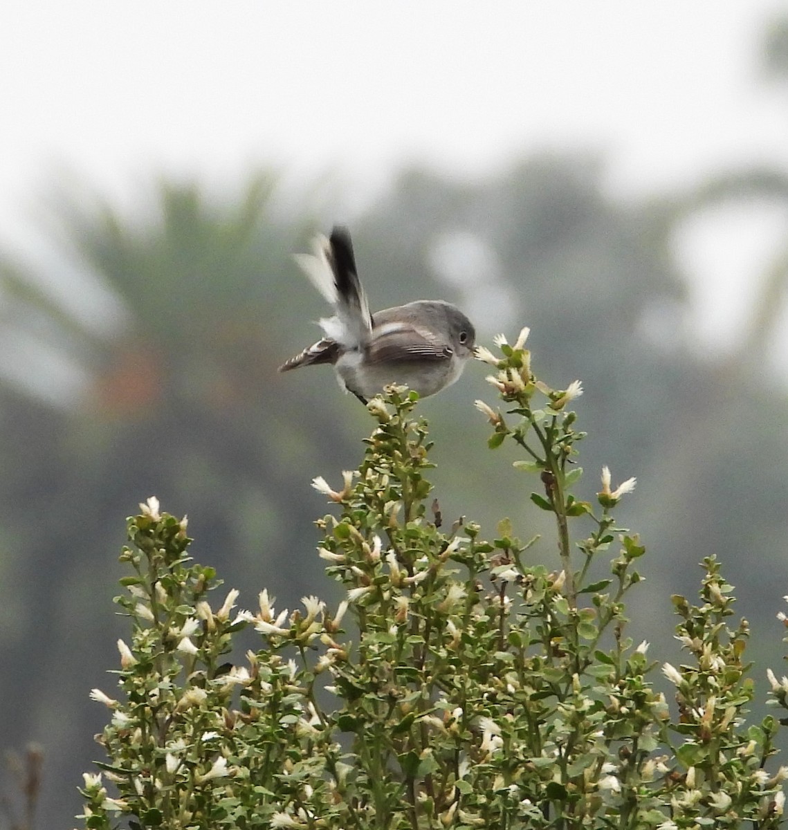 Blue-gray Gnatcatcher - ML644555215
