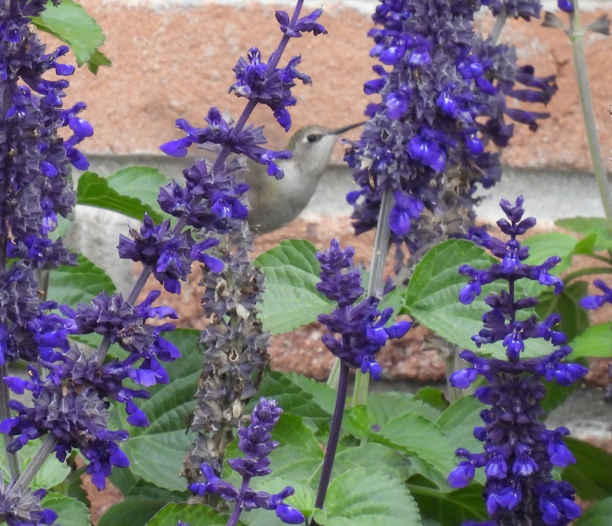 Black-chinned Hummingbird - ML644555216