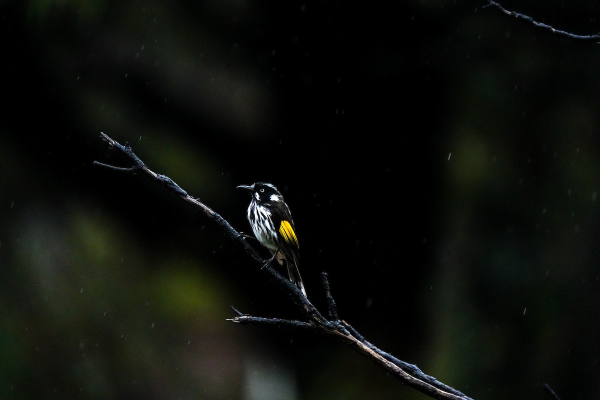 New Holland Honeyeater - ML644555217