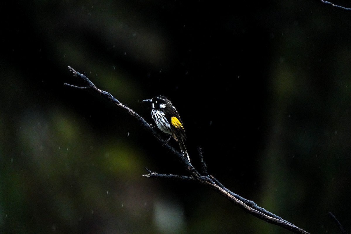New Holland Honeyeater - ML644555218