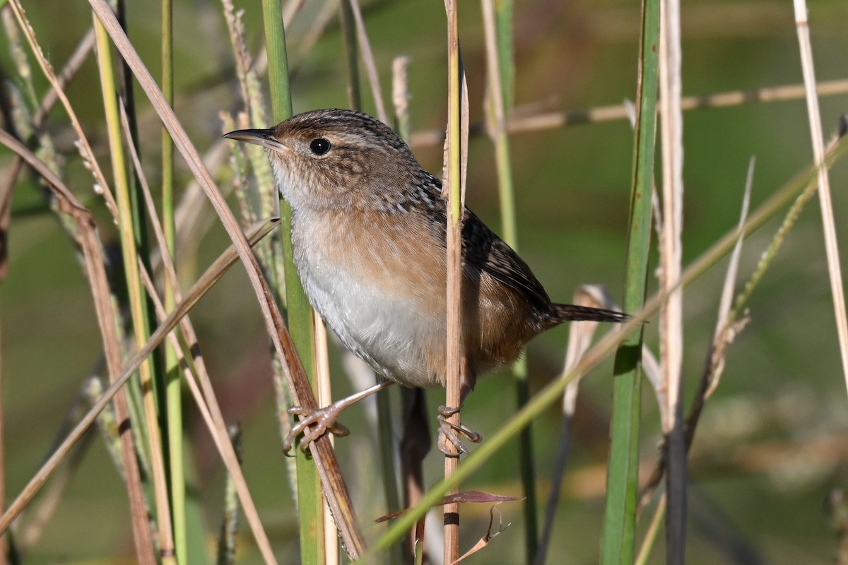 Sedge Wren - ML644555219
