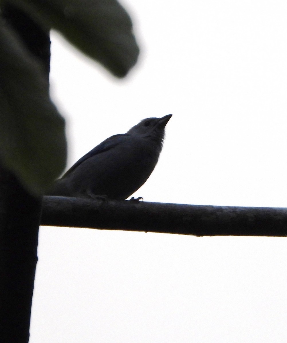 Blue-gray Tanager - ML644555222