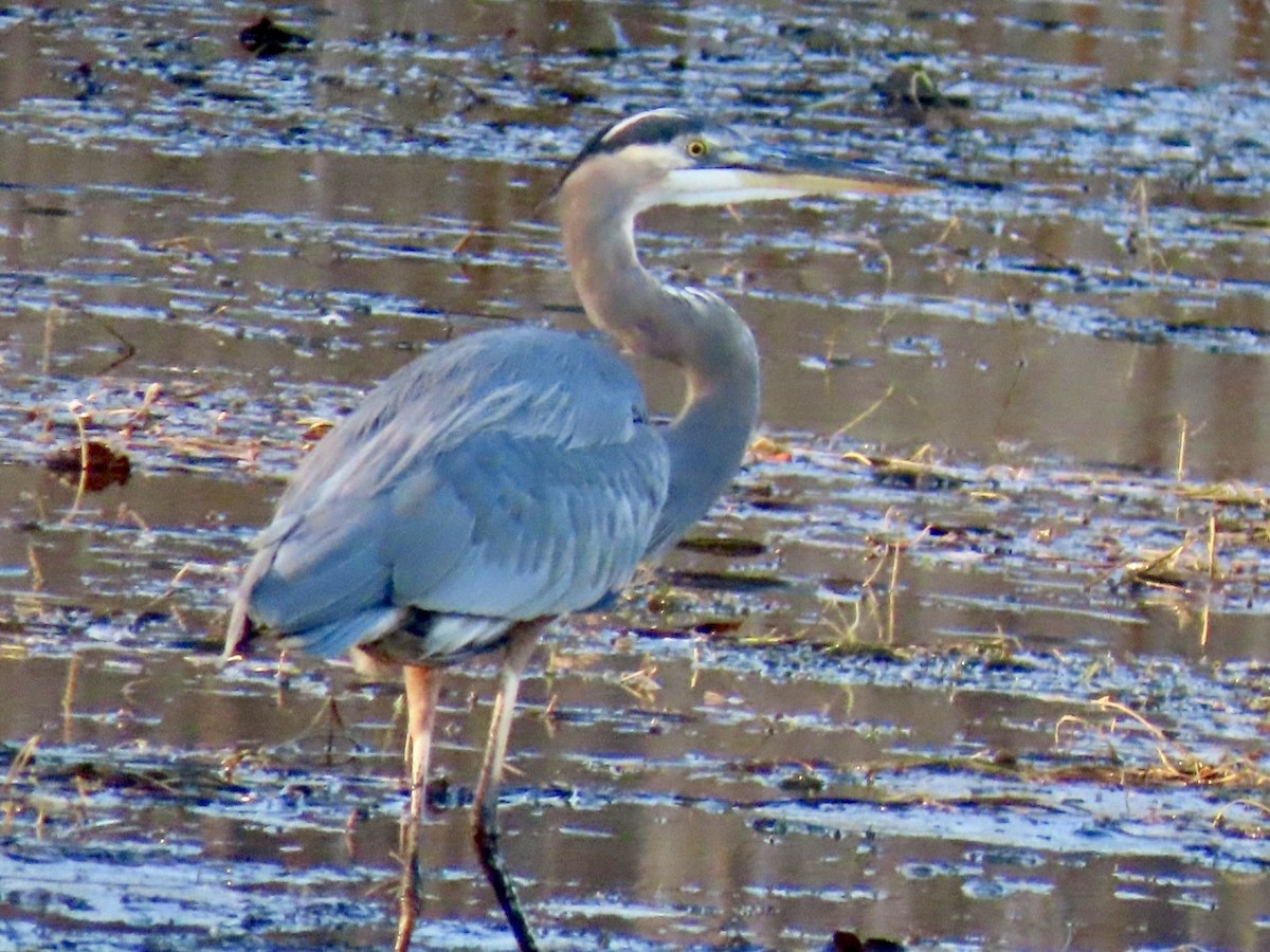 Great Blue Heron - ML644555223