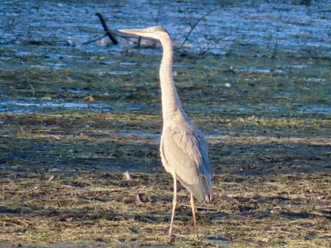 Great Blue Heron - ML644555224