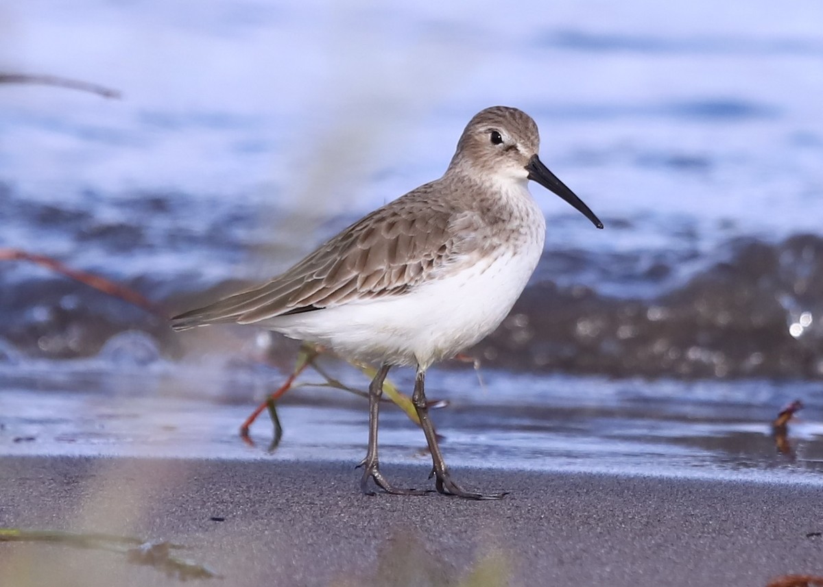 Хар элсэг - ML644555225