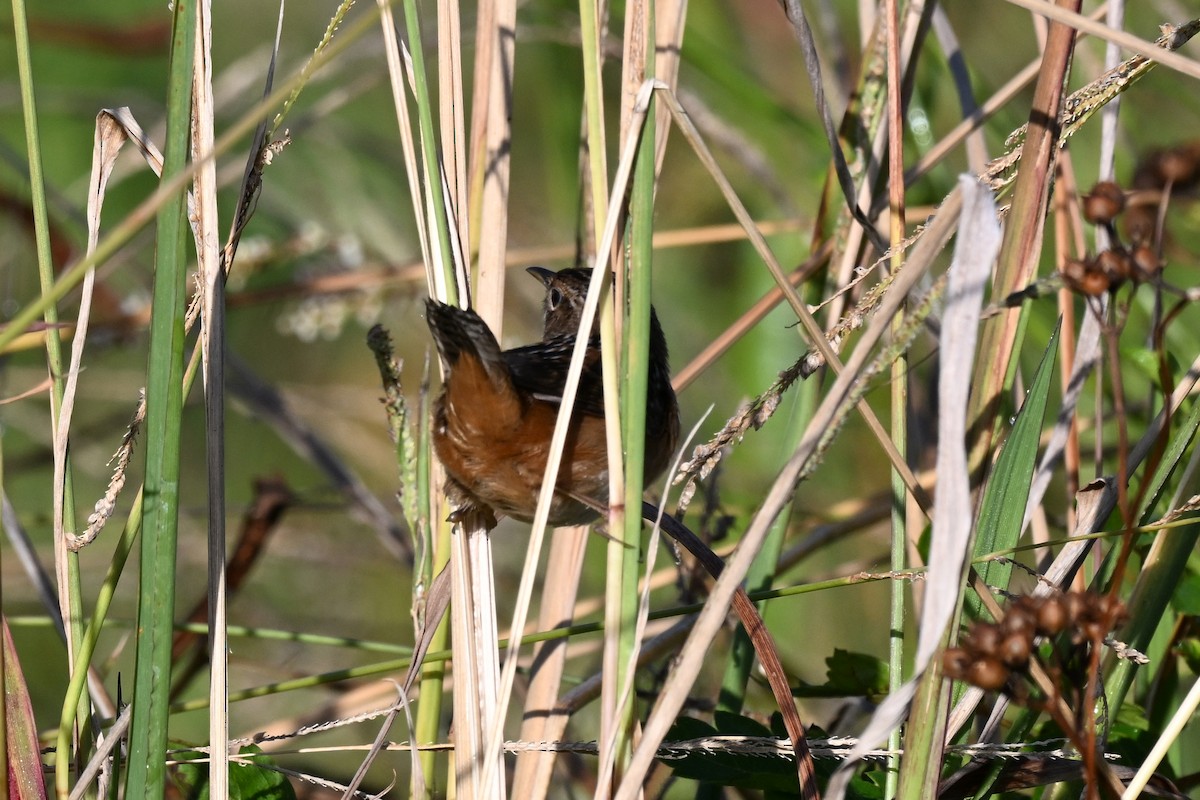 Sedge Wren - ML644555229