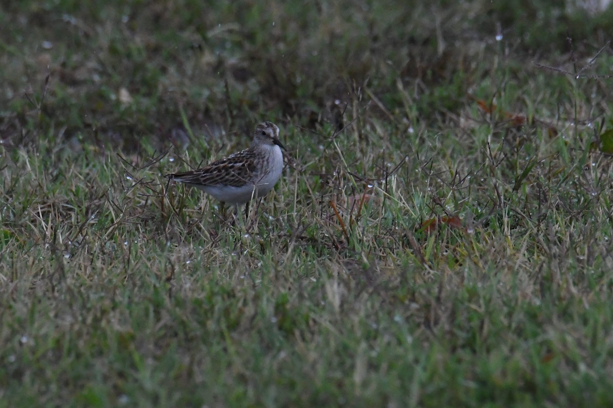 Least Sandpiper - ML644555230