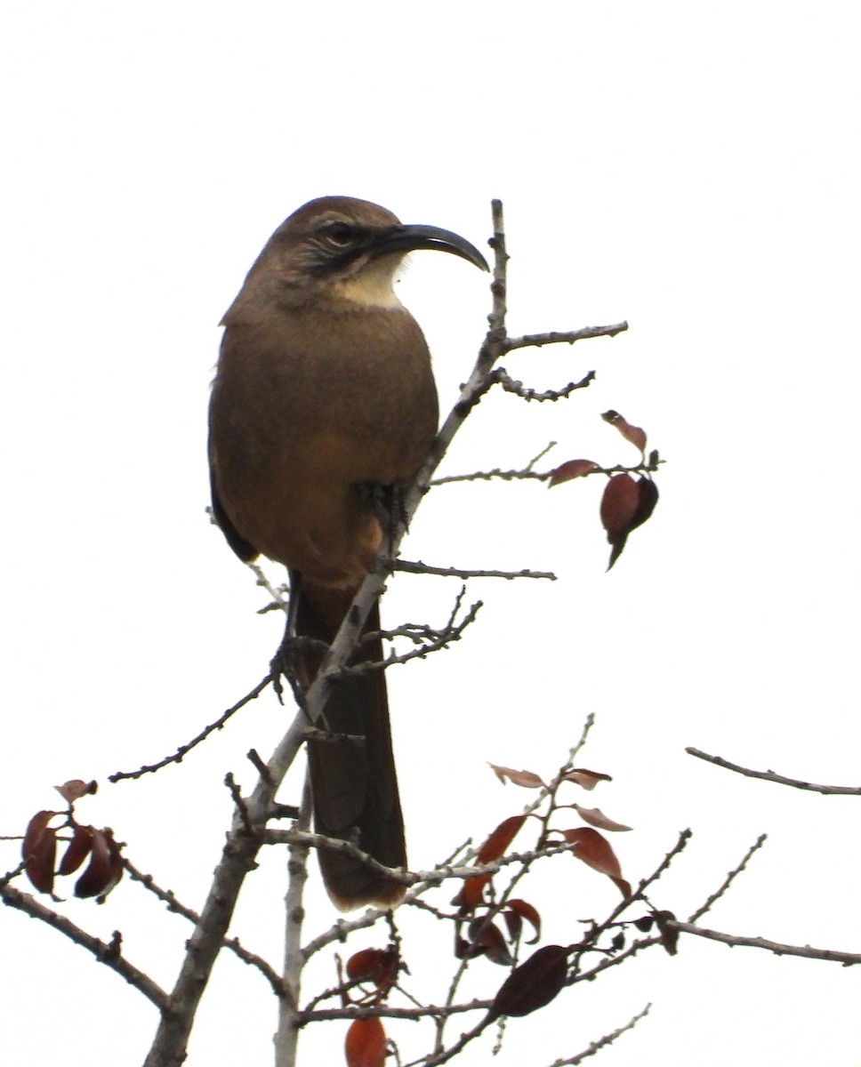 California Thrasher - ML644555231