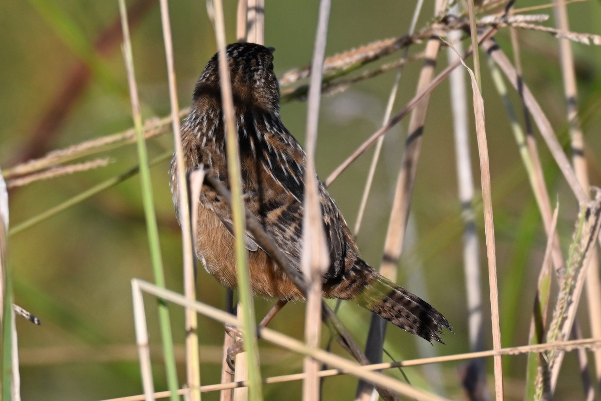 Sedge Wren - ML644555232