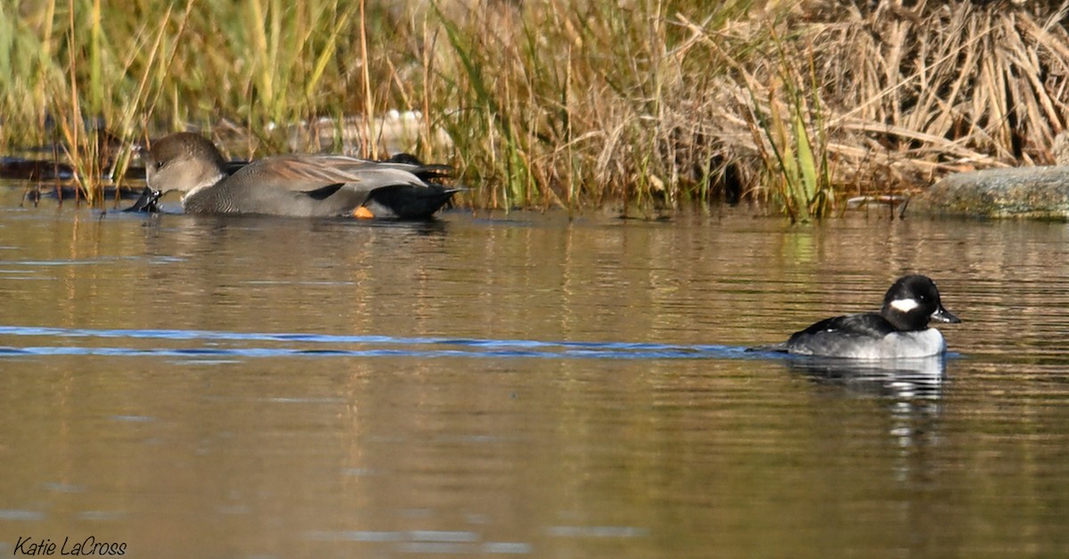 Бор нугас - ML644555233