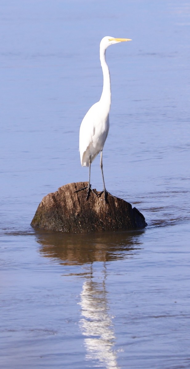 Цасч дэглий - ML644555235