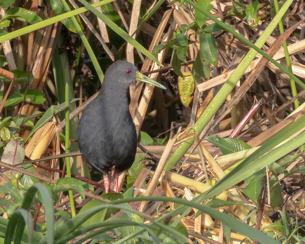 Blackish Rail - ML644555237