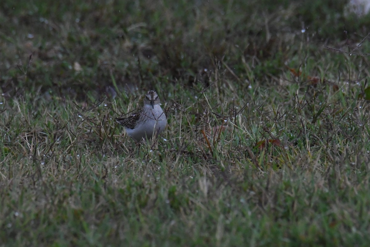 Least Sandpiper - ML644555238