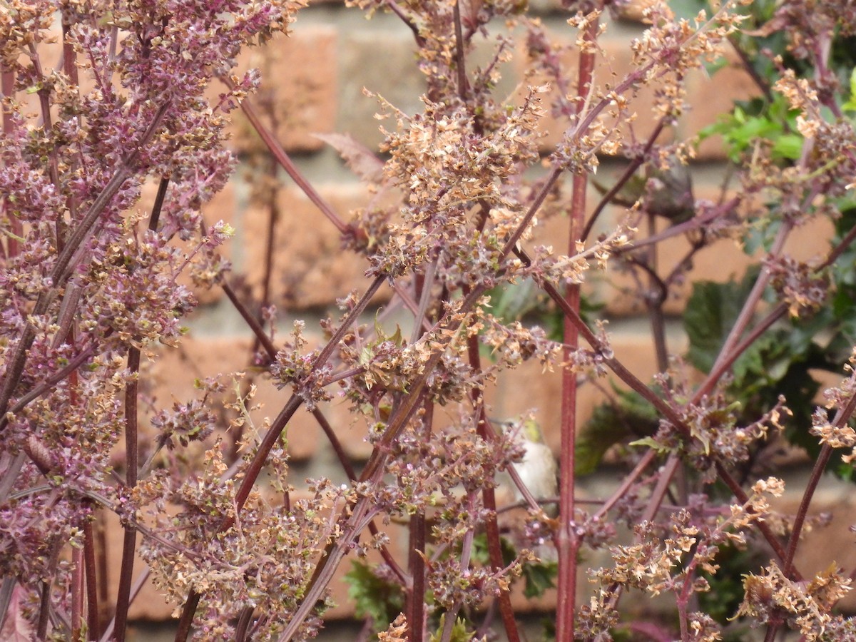 Black-chinned Hummingbird - ML644555239