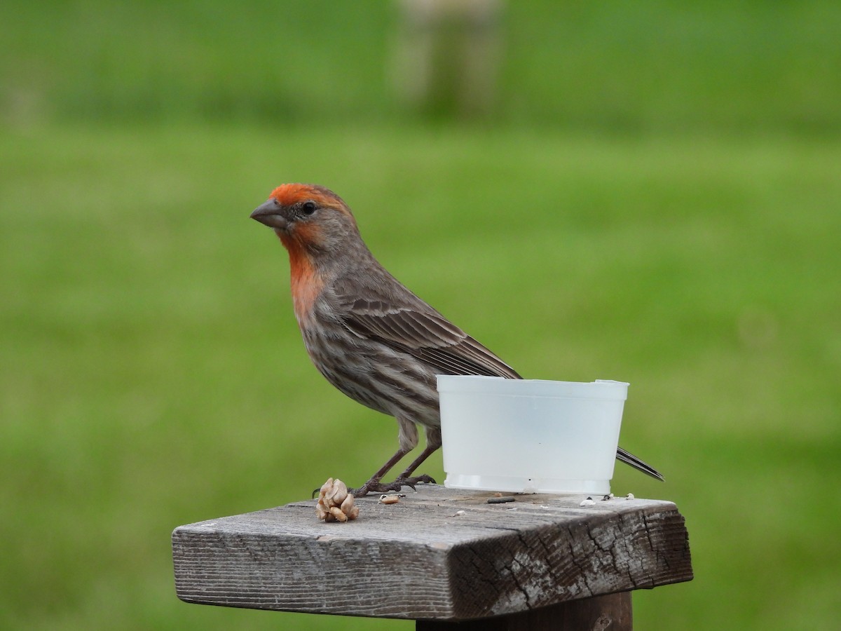 House Finch - ML644555240