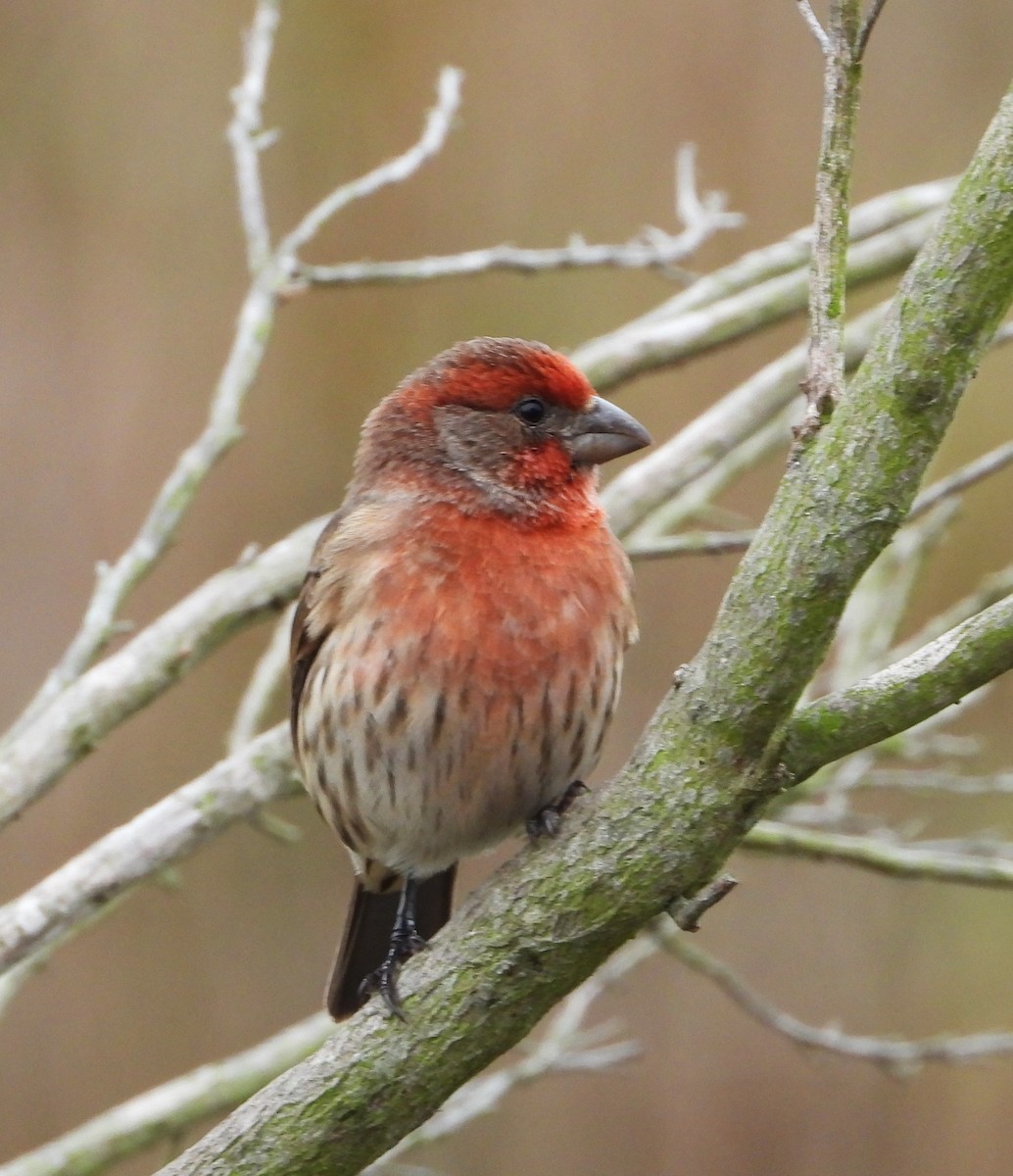 House Finch - ML644555241