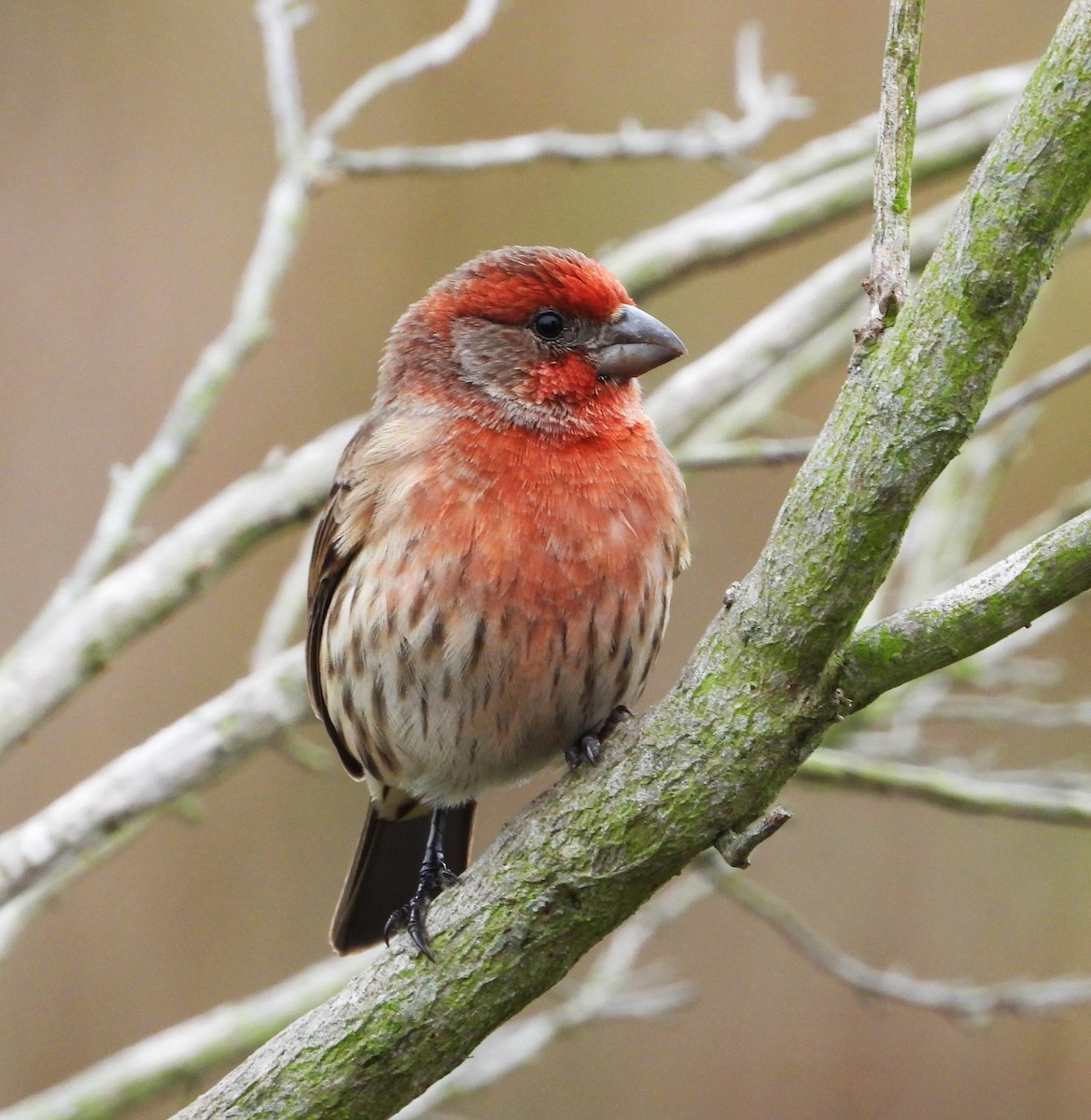 House Finch - ML644555242