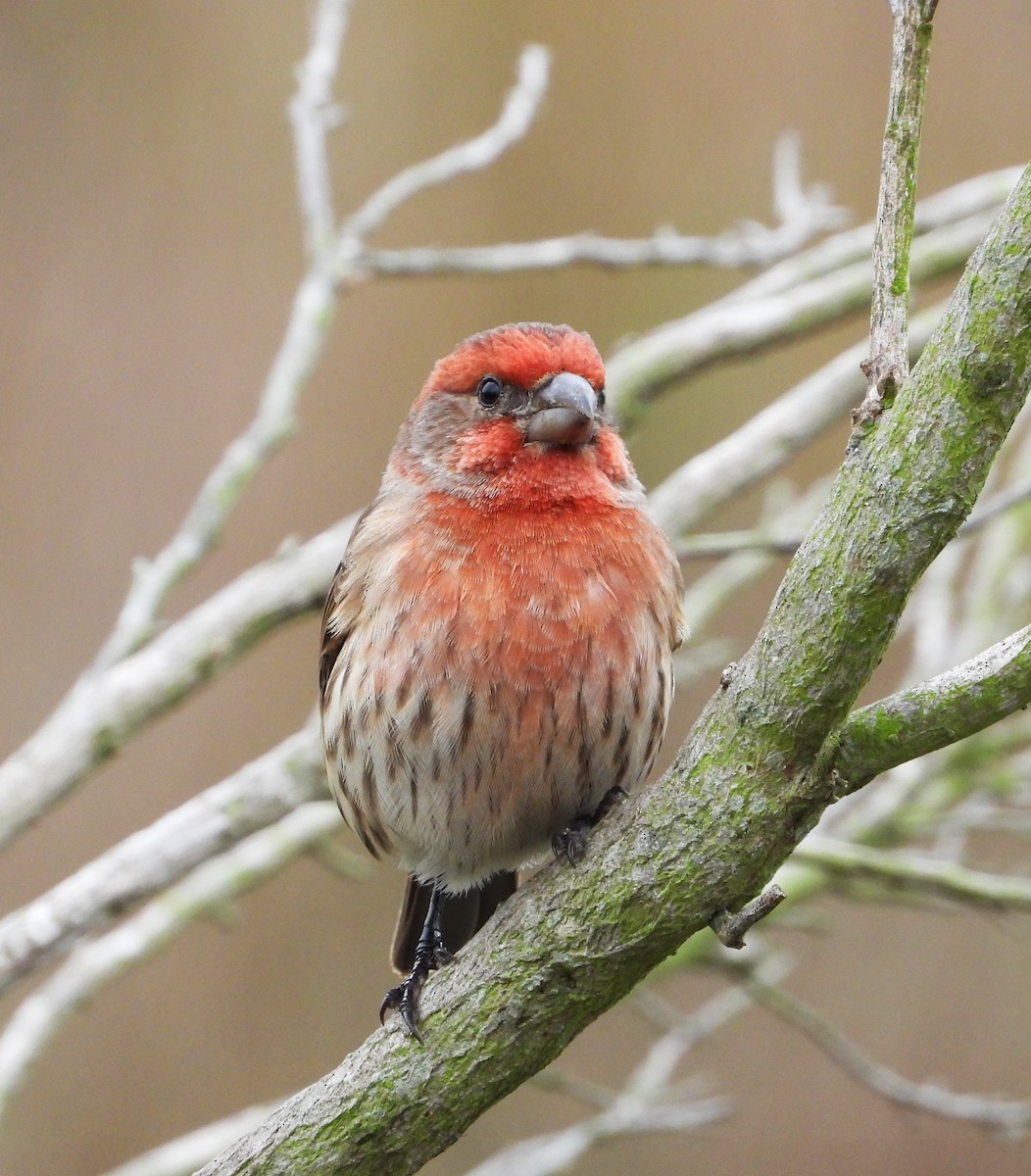 House Finch - ML644555243