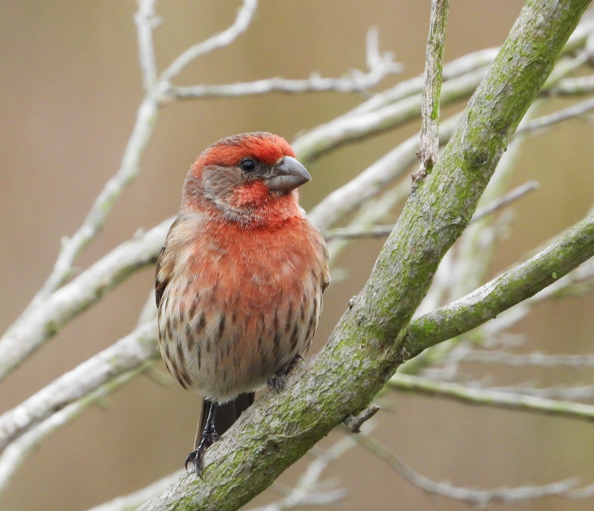 House Finch - ML644555244