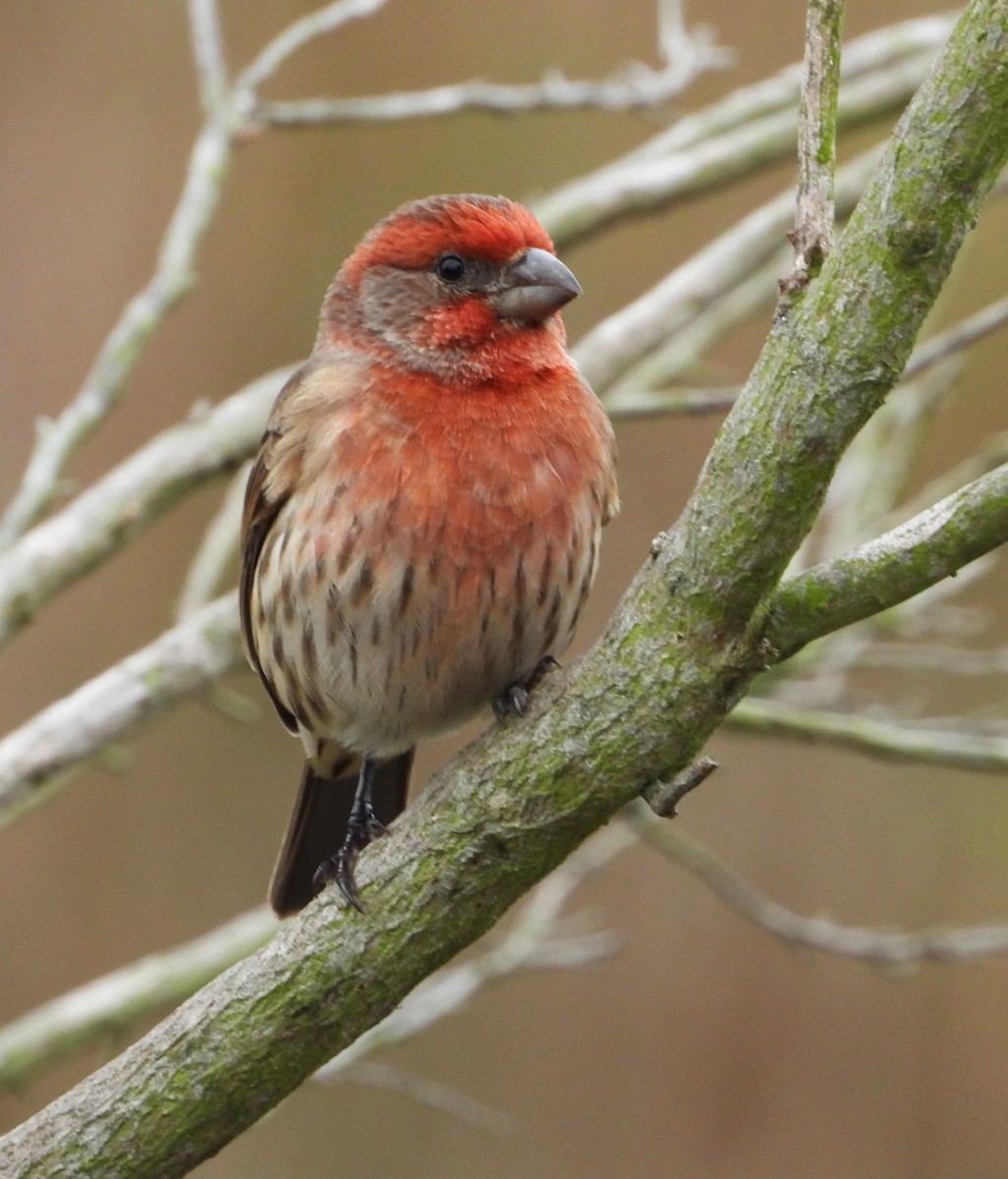 House Finch - ML644555245
